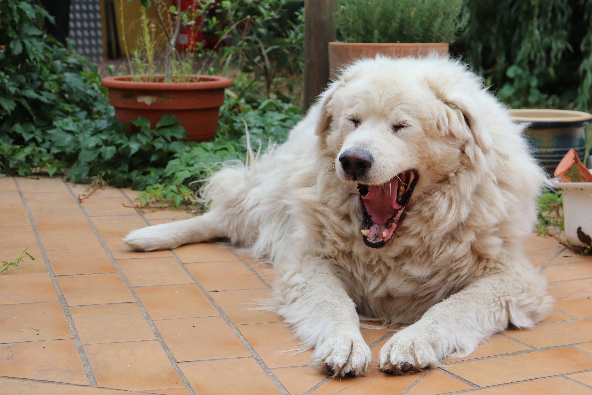 hunde gähnen