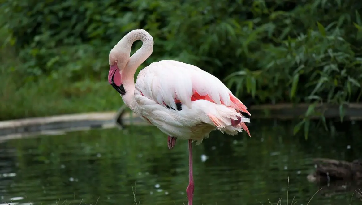 Die Erklärung, warum Flamingos auf einem Bein stehen