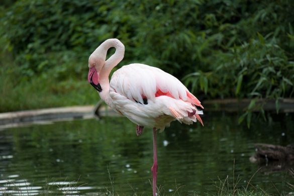 Die Erklärung, warum Flamingos auf einem Bein stehen