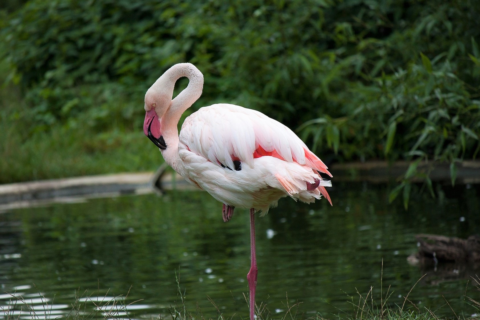 Warum Steht Der Flamingo Auf Einem Bein www.warum-wieso.de