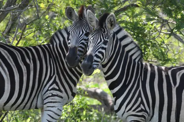 Warum Zebras Streifen haben erklärt