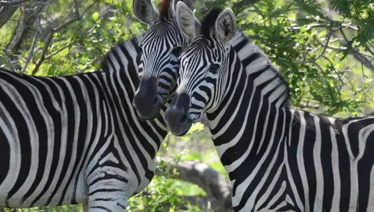 Warum Zebras Streifen haben erklärt