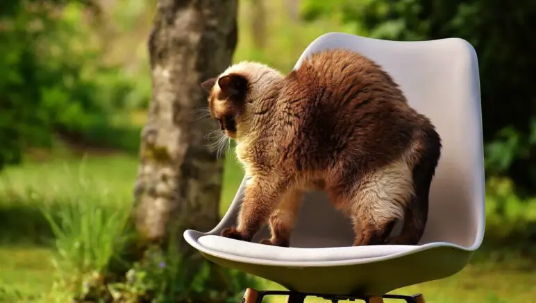 Warum Katzen einen Buckel machen erklärt