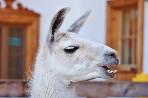 Warum Lamas spucken erklärt