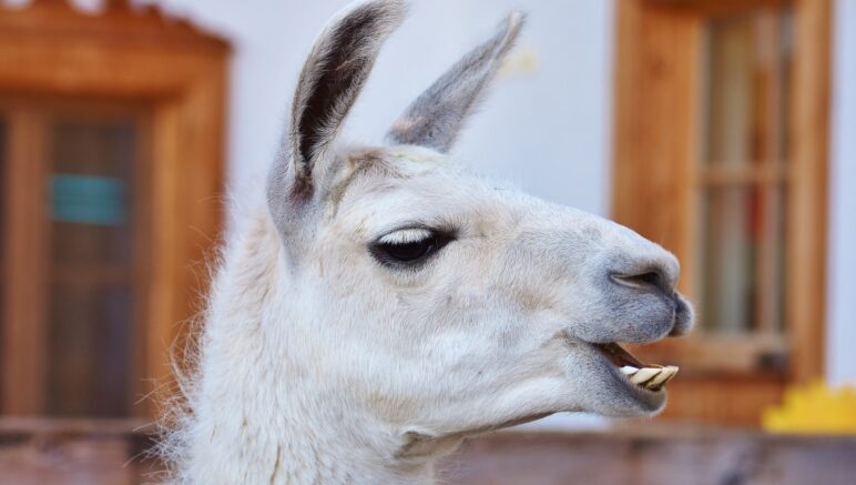 Warum Lamas spucken erklärt