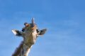 Warum haben Giraffen blaue Zungen?