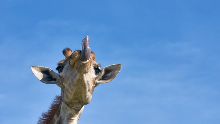 Darum haben Giraffen blaue Zungen