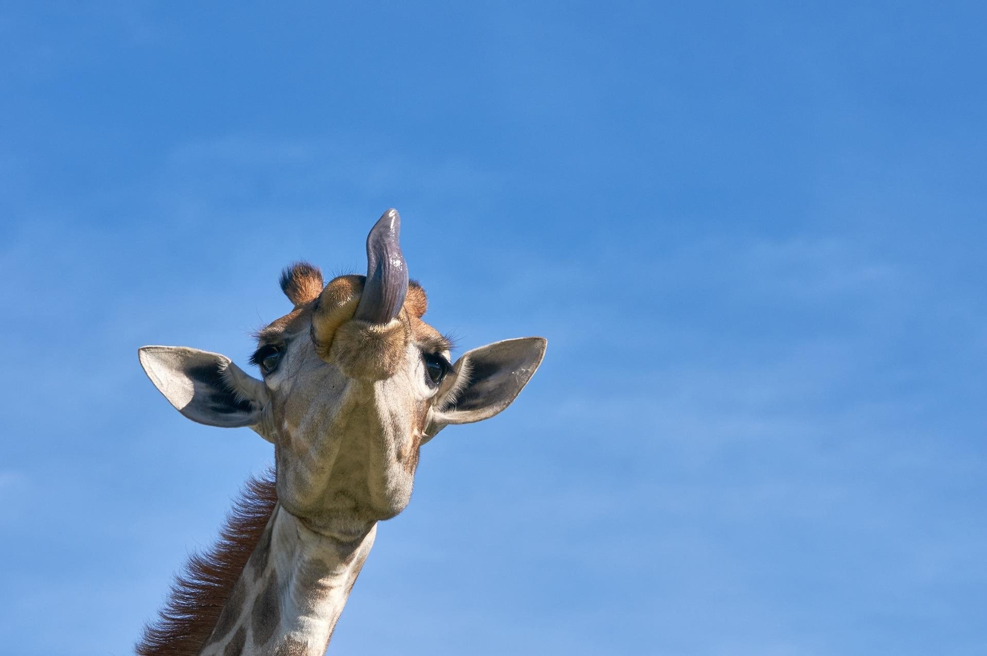 Warum haben Giraffen blaue Zungen? - einfach erklärt