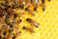 Warum machen Bienen Honig?
