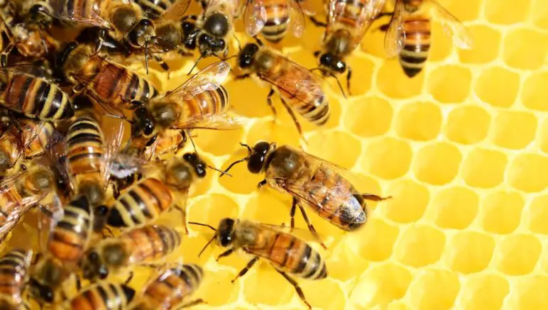 Warum Bienen Honig machen einfach erklärt
